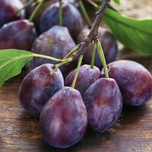 Wholesale Fruit and Vegetables Plums Damsons APM Fresh Produce Specialists