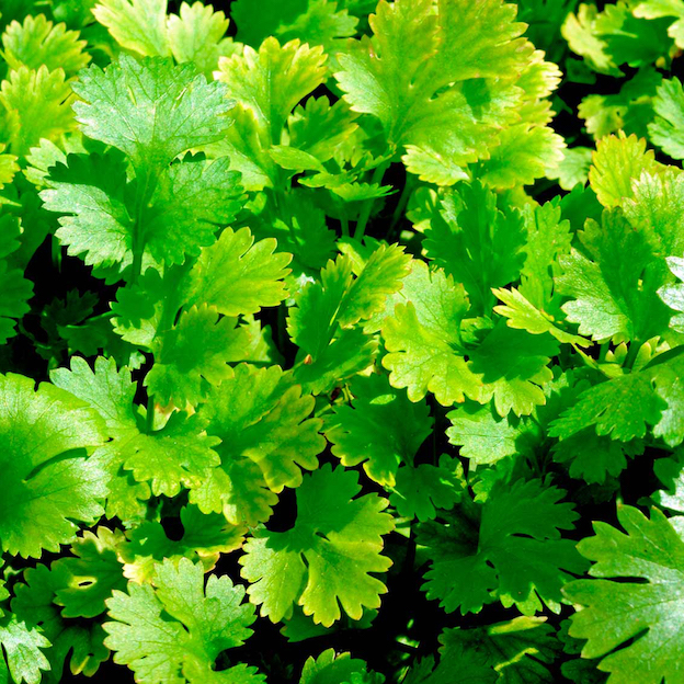 Product: Coriander| APM Fresh Fruit & Vegetable Wholesalers & Importers UK