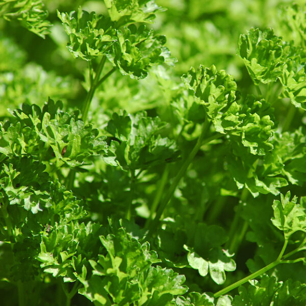 Curly Parsley Fresh Produce Specialists APM Fresh