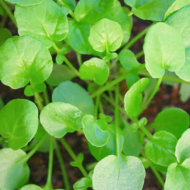Product: Landcress| APM Fresh Fruit & Vegetable Wholesalers & Importers UK