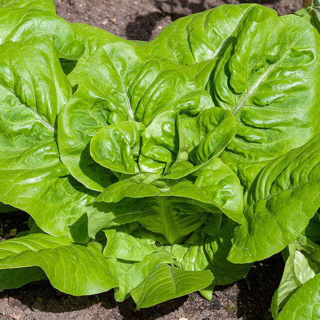 Product: Little Gem Lettuce| APM Fresh Fruit & Vegetable Wholesalers & Importers UK