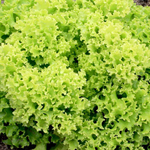 Wholesale Fruit and Vegetables Salads Lollo Biando APM Fresh Produce Specialists