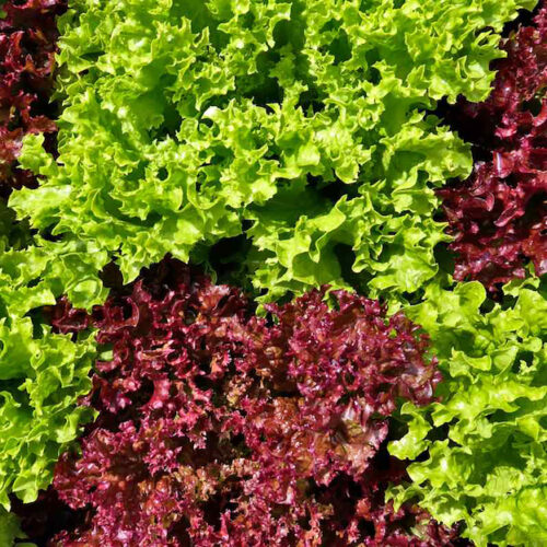 Wholesale Fruit and Vegetables Salads Oakleaf APM Fresh Produce Specialists