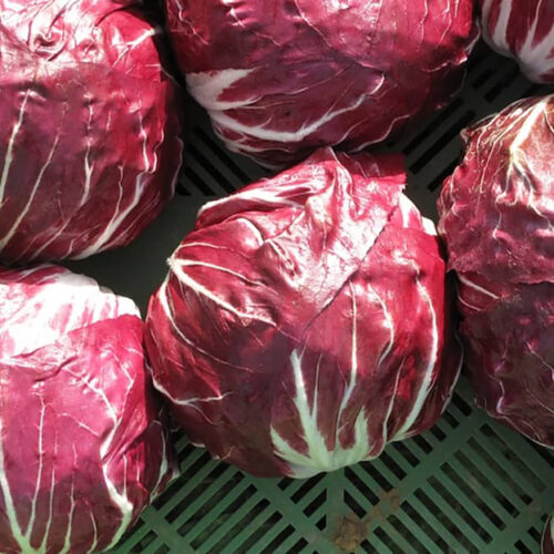 Wholesale Fruit and Vegetables Salads Radicchio APM Fresh Produce Specialists