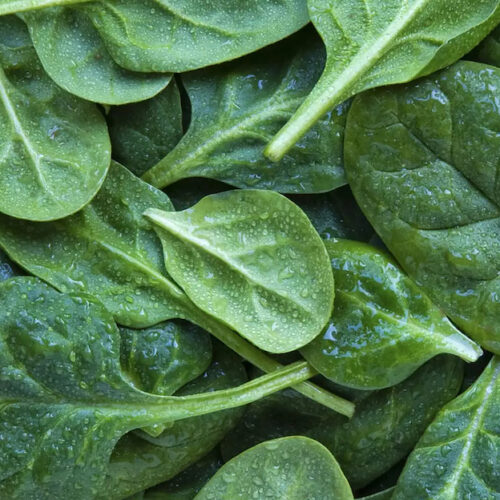 Wholesale Fruit and Vegetables Salads Spinach APM Fresh Produce Specialists