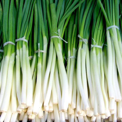 Wholesale Fruit and Vegetables Salads Spring Onions APM Fresh Produce Specialists