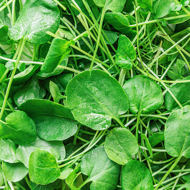 Product: Watercress| APM Fresh Fruit & Vegetable Wholesalers & Importers UK