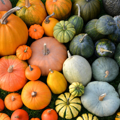 Wholesale Fruit and Vegetables Squashes Mixed Variety Squash APM Fresh Produce Specialists