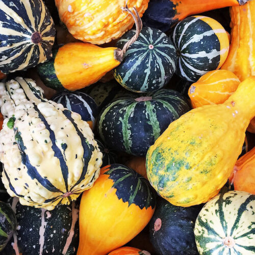 Wholesale Fruit and Vegetables Squashes Ornamental Gourds APM Fresh Produce Specialists