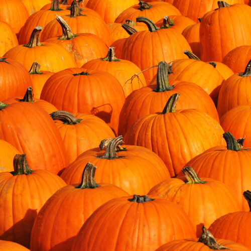 Wholesale Fruit and Vegetables Squashes Pumpkins APM Fresh Produce Specialists