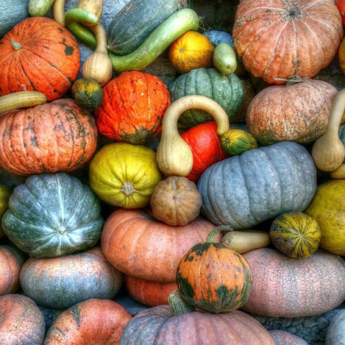 Wholesale Fruit and Vegetables Squashes UK Squashes APM Fresh Produce Specialists