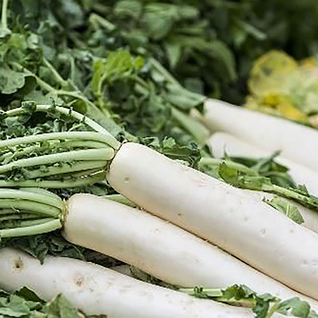 Product: Medium Mouli| APM Fresh Fruit & Vegetable Wholesalers & Importers UK
