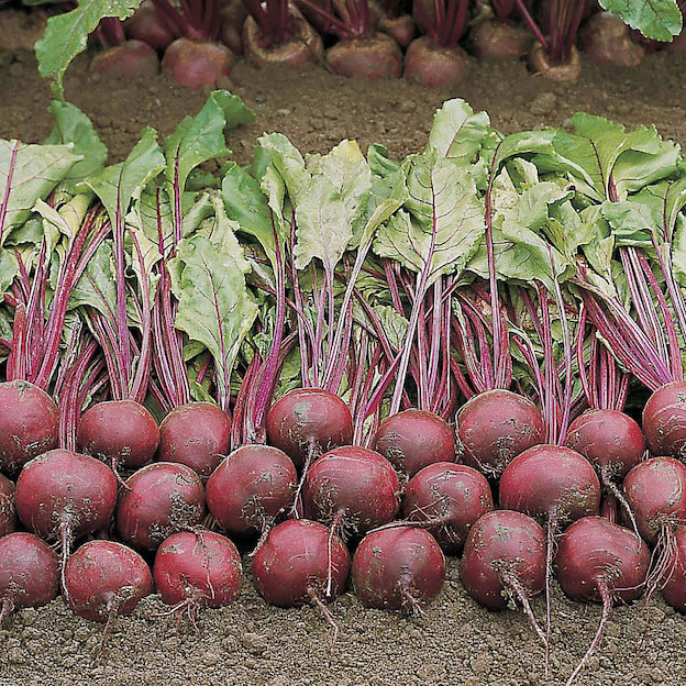 Product: Netted Beetroot| APM Fresh Fruit & Vegetable Wholesalers & Importers UK
