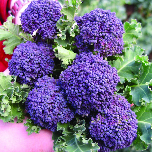 Product: Purple Sprouting Broccoli| APM Fresh Fruit & Vegetable Wholesalers & Importers UK